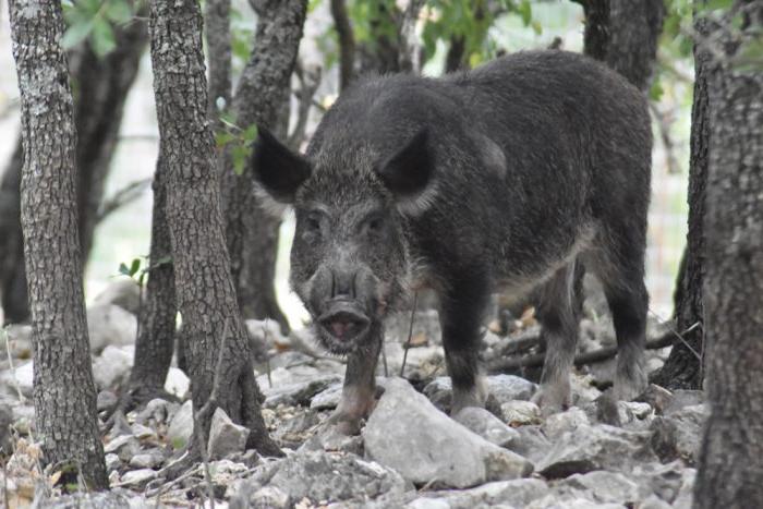 A Feral hog